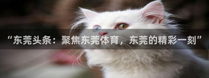 24直播免费篮球直播在线观看：“东莞头条：聚焦东莞体育，东莞的精彩一刻”
